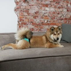 Culotte De Chaleurs 2pièces XXL 60-70cm - Duvo+ -Pedigree || Duvo Soldes culotte de chaleurs 2pieces xxl 60 70cm duvo 388 449349 duvo specifications culottes en coton elegantes pour chiens facile a reg 4