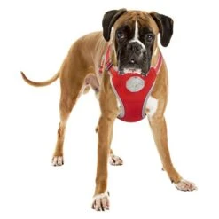 Flashlight Harnais Avec Laisse L-120x55-70cm/25mm - Duvo+