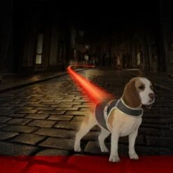 Gilet De Sécurité Fluo Flash USB Noir Medium - Duvo+ -Pedigree || Duvo Soldes gilet de securite fluo flash usb noir medium duvo 11300 duvo specifications reflechissant et lumineux facile a mettre grace au v 1