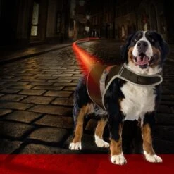 Gilet De Sécurité Fluo Flash USB Noir XLarge - Duvo+ -Pedigree || Duvo Soldes gilet de securite fluo flash usb noir xlarge duvo 11302 duvo specifications reflechissant et lumineux facile a mettre grace au v 1