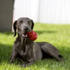 Kong Classic Rouge M - Kong -Pedigree || Duvo Soldes kong classic rouge m kong 74012002 kong specifications disponible en six tailles xs s m l xl et xxl un jouet stimulant intellect 2