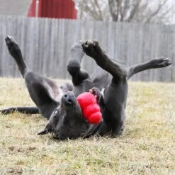 Kong Classic Rouge M - Kong -Pedigree || Duvo Soldes kong classic rouge m kong 74012002 kong specifications disponible en six tailles xs s m l xl et xxl un jouet stimulant intellect 4