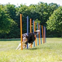 Slalom Agility 3x115cm - Trixie -Pedigree || Duvo Soldes slalom agility 3x115cm trixie 3206 trixie slalom agility multiples options de construction compose de 12 barres corde reglable a 2
