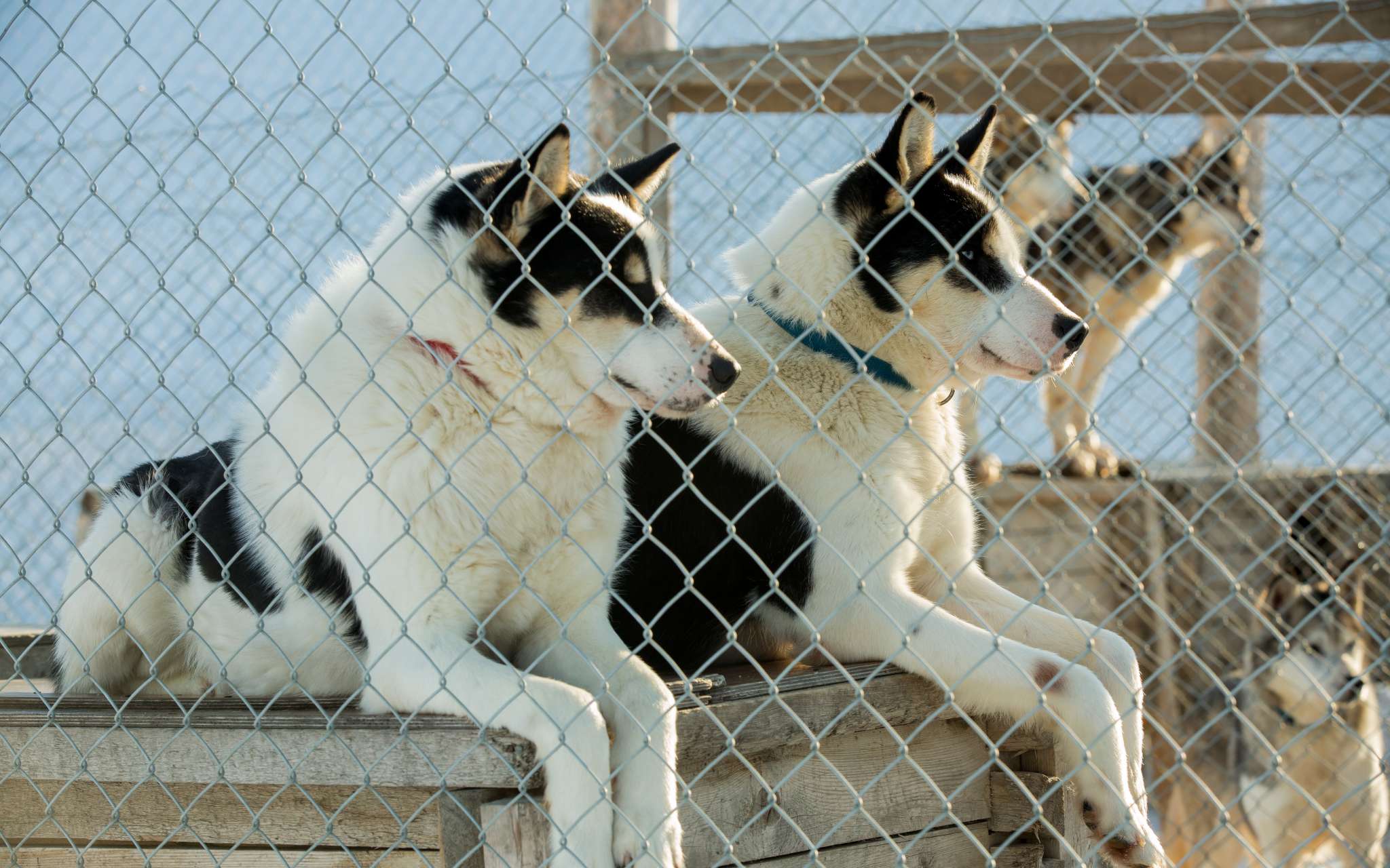 Pedigree || Duvo Soldes -Pedigree || Duvo Soldes toux chenil 9